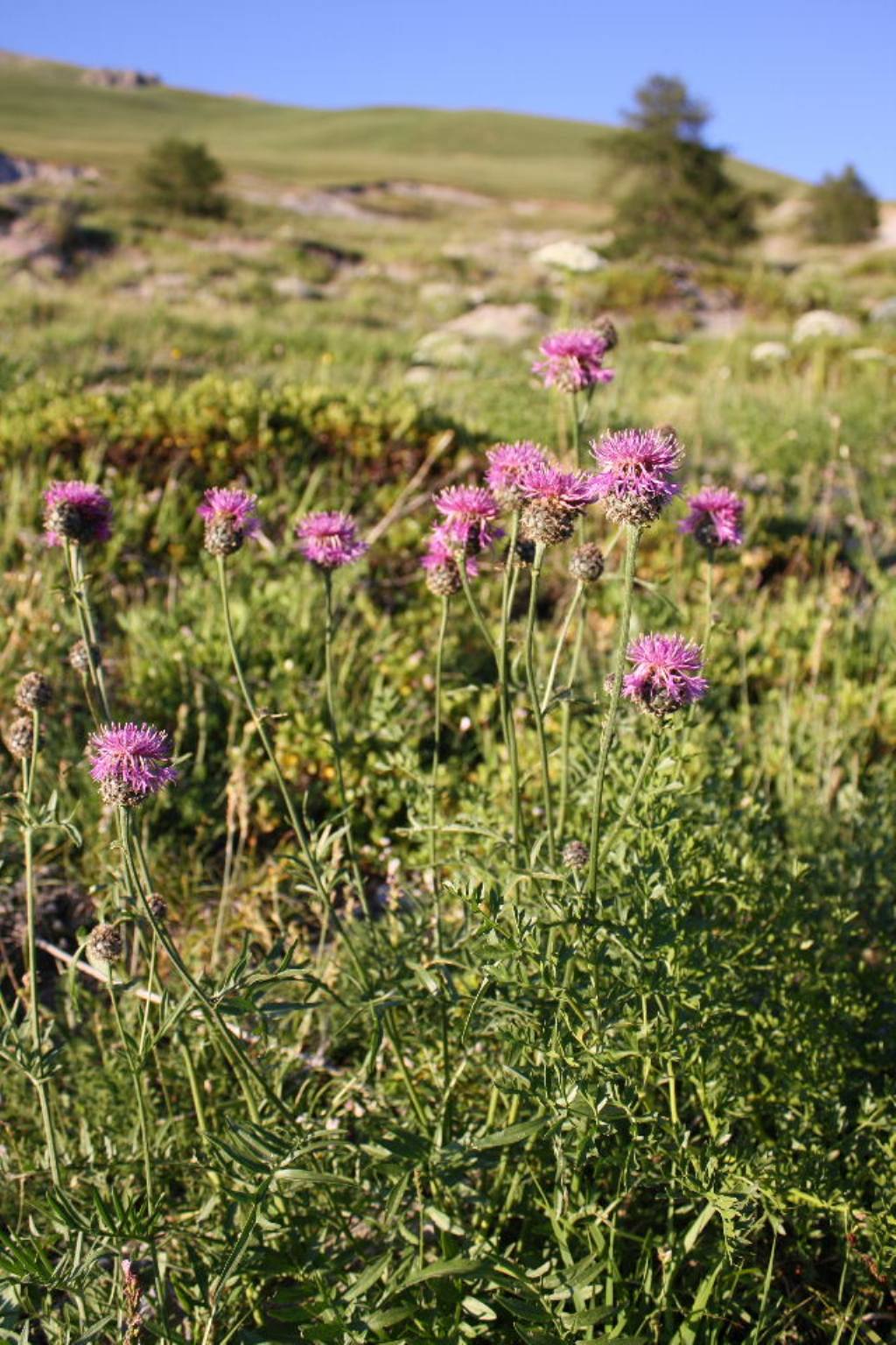 Centaurea scabiosa subsp. alpestris / Fiordaliso alpestre